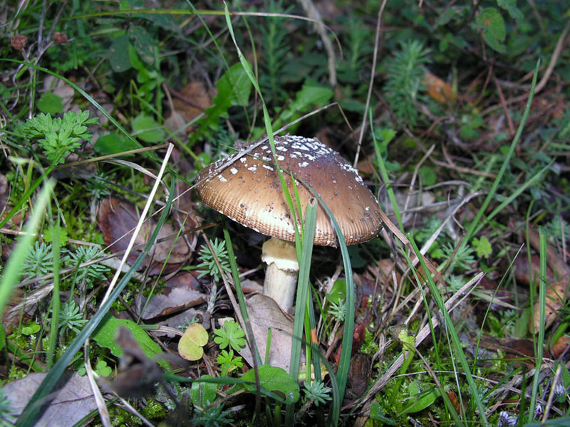 Amanita pantherina